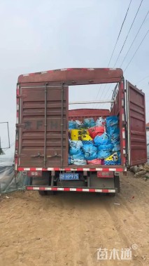 高度40厘米日本血草