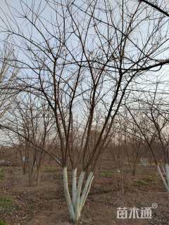 高度600厘米丛生五角枫