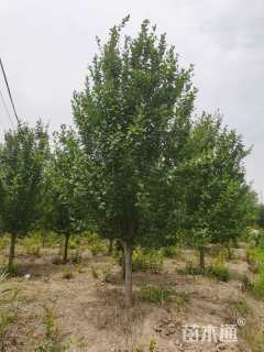 12公分西府海棠