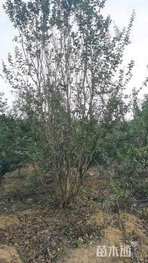 高度600厘米丛生紫薇