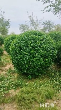 高度120厘米卫矛
