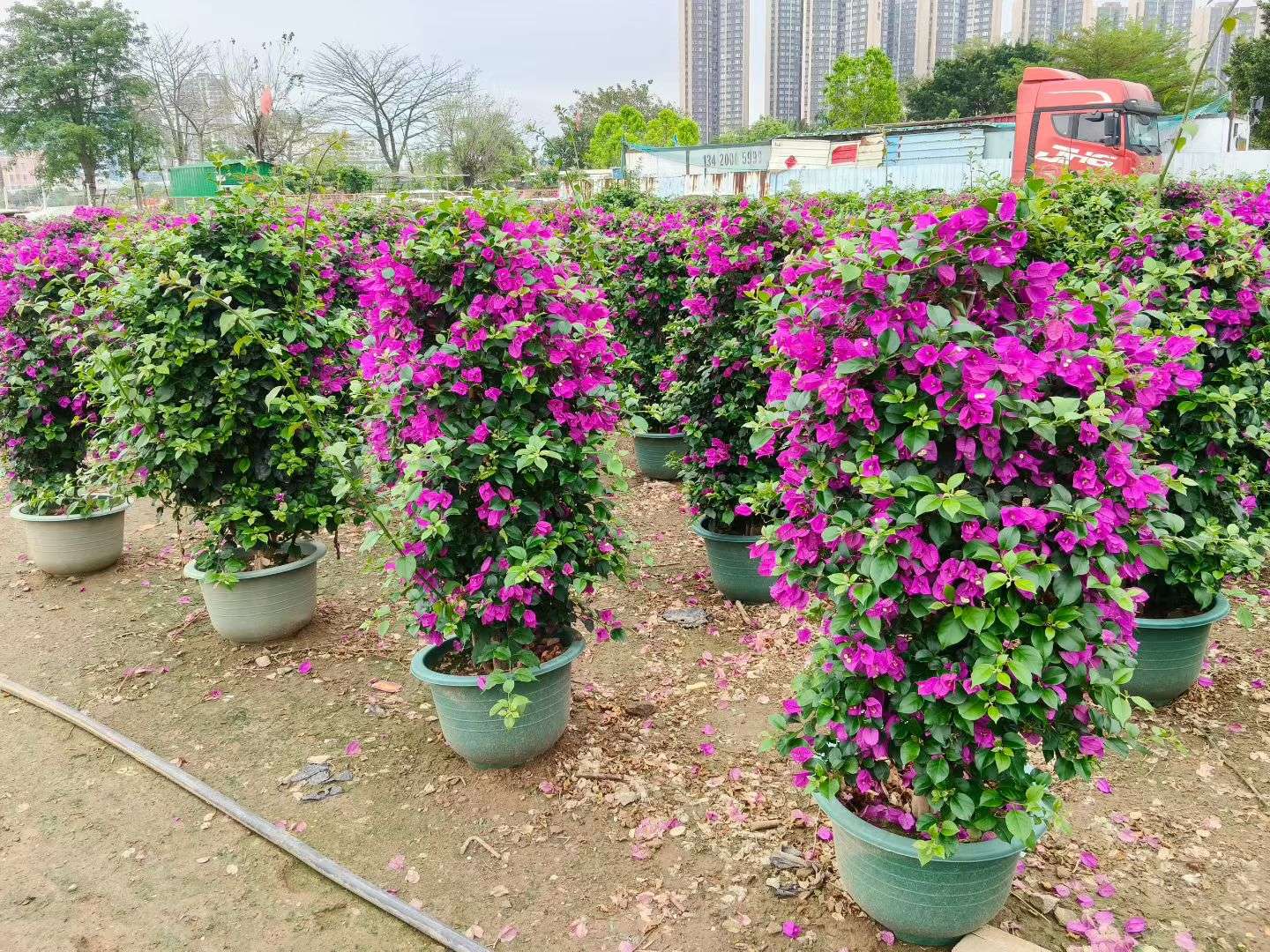 高度70厘米三角梅