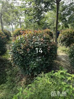 冠幅150厘米石楠球