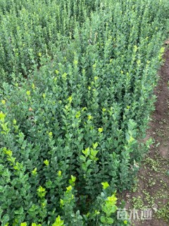 40厘米小叶扶芳藤