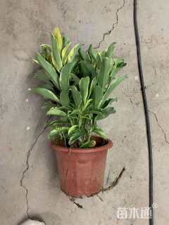高度40厘米非洲茉莉