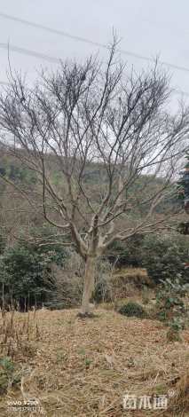 15公分中国红枫