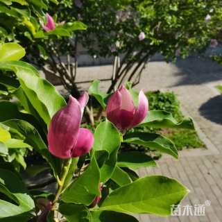 20公分紫玉兰
