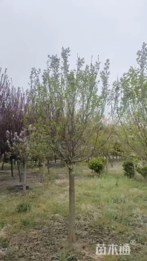 4公分紫丁香