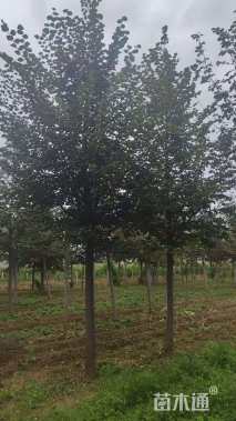 15公分欧洲小叶椴