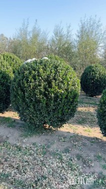 冠幅200厘米大叶黄杨球