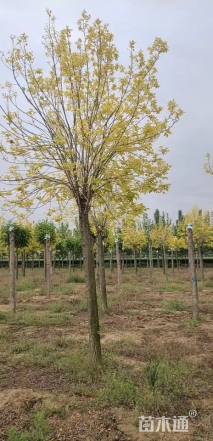 12公分金叶白蜡