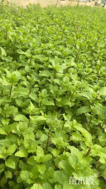 高度20厘米薄荷