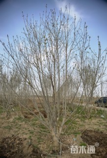 高度600厘米丛生白蜡