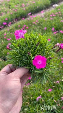 高度15厘米欧石竹