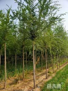6公分榆树