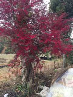 高度2000厘米红花继木