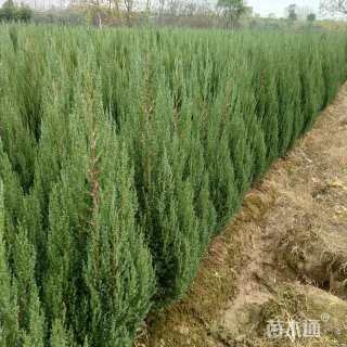 高度80厘米北京桧