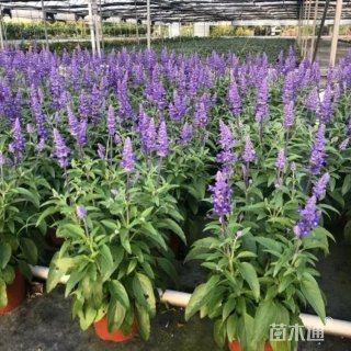 高度25厘米超级鼠尾草