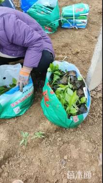 高度12厘米紫花玉簪