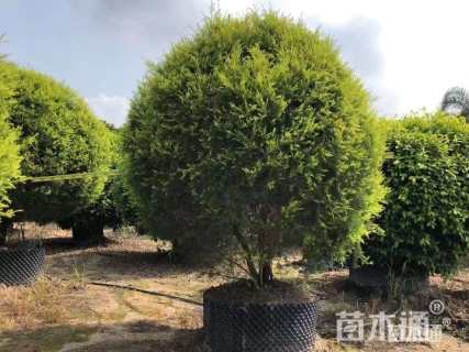 10公分千层金
