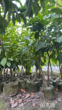 2公分木奶果