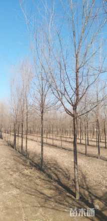 10公分榆树