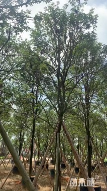 10公分黄花风铃木