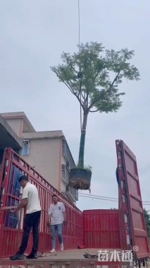 15公分凤凰木
