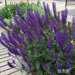 高度30厘米林荫鼠尾草