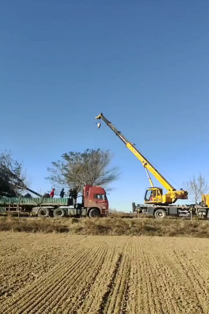 18公分榆树