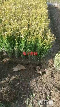 高度40厘米黄杨