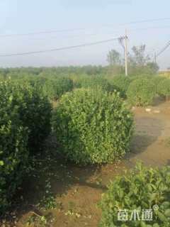 高度60厘米胶东卫矛