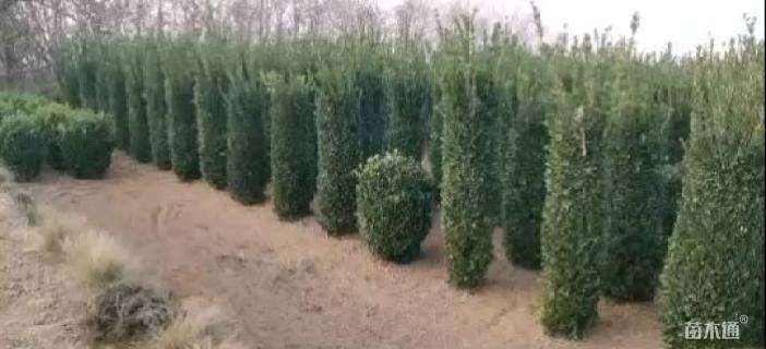 高度230厘米大叶黄杨柱