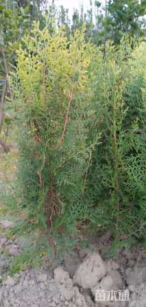 高度50厘米洒金柏