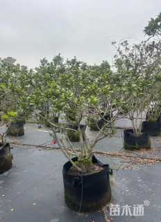 3公分春花树