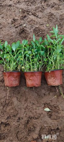 高度15厘米月见草