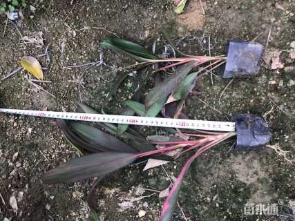 高度25厘米亮叶朱蕉