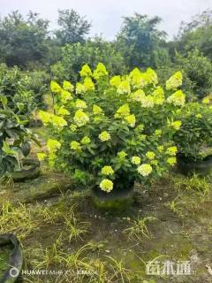 高度60厘米八仙花