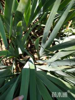 高度30厘米德国鸢尾