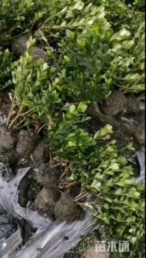 高度20厘米夏鹃