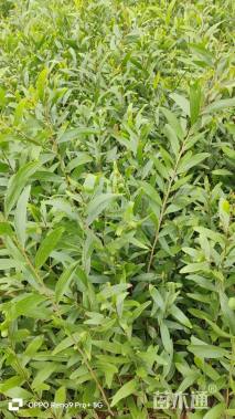 0.1公分台湾相思树