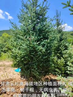 高度540厘米云杉