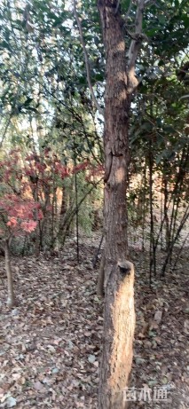 15公分桂花