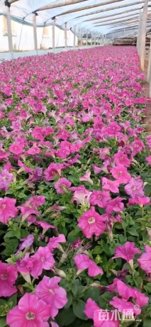 高度30厘米牵牛