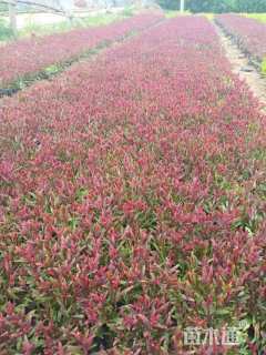 高度20厘米紫叶千鸟花