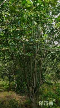 12公分西府海棠