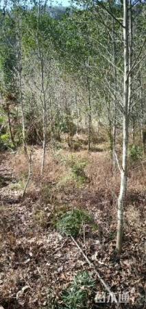 15公分江南桤木