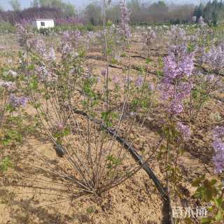 高度150厘米丛生紫丁香