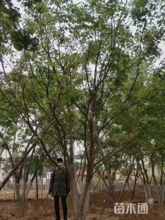 高度800厘米丛生元宝枫