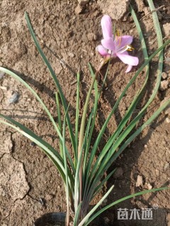 高度30厘米韭兰